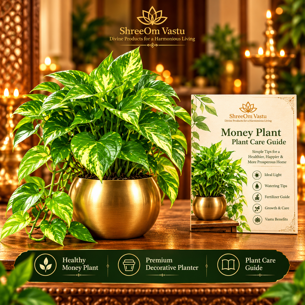 Money Plant Prosperity Gift Set