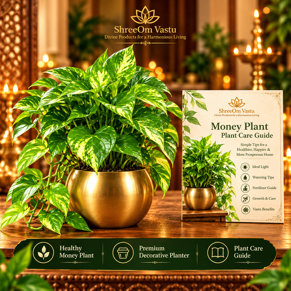 Money Plant Prosperity Gift Set